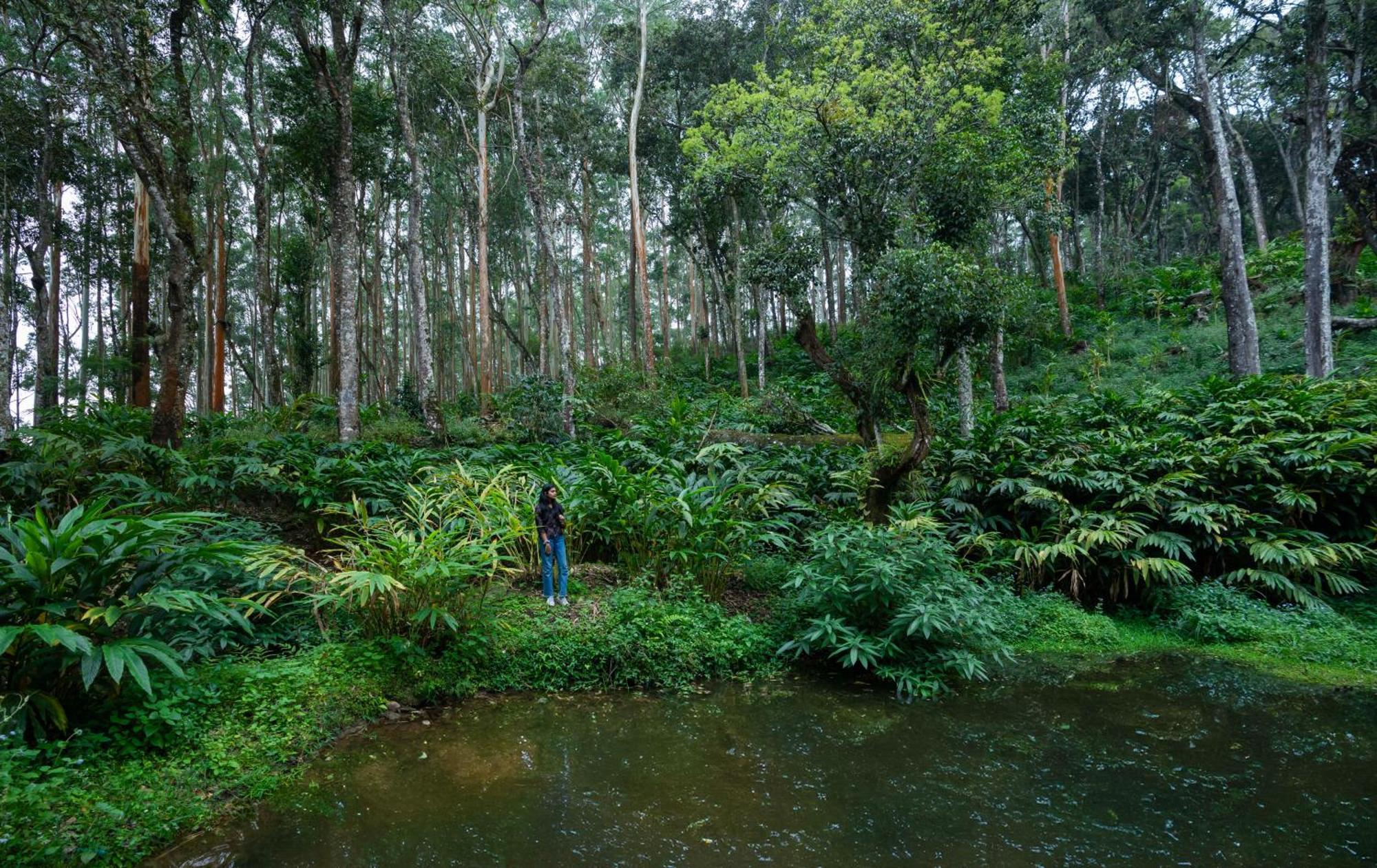 Fort Munnar Chinnakanal Ngoại thất bức ảnh